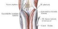 Mišići potkoljenice, njihova lokacija, funkcije i struktura