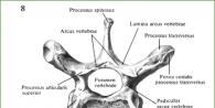 Ko'krak umurtqalari, vertebra thoracicae va lumbar vertebra, vertebrae lumbales