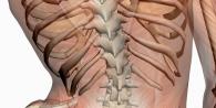 Bol u četvrtastom mišiću donjeg leđa: uzroci, simptomi, liječenje Grč četvrtastog mišića donjeg dijela leđa simptomi