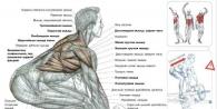 T-bar red - efikasna vježba za mišiće leđa