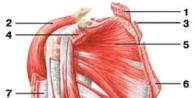 Mišići ramena Veliki mišić ramenog pojasa
