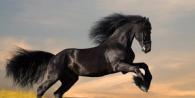 Konj: opis i karakteristike