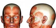 Struktura mišića lica.  Funkcija mimičnih mišića.  Značajke strukture mišića lica.  Anatomske strukture: živci, sudovi, sudovi lica