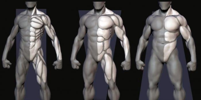 Koji su tipovi tijela za muškarce?