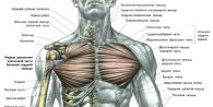 Комплекс упражнений для укрепления грудных мышц